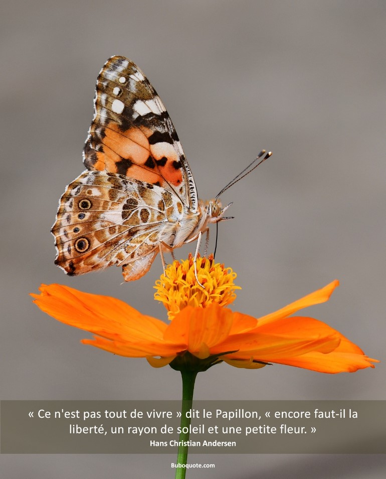 « Ce n'est pas tout de vivre » dit le Papillon, « encore faut-il la liberté, un rayon de soleil et une petite fleur. »