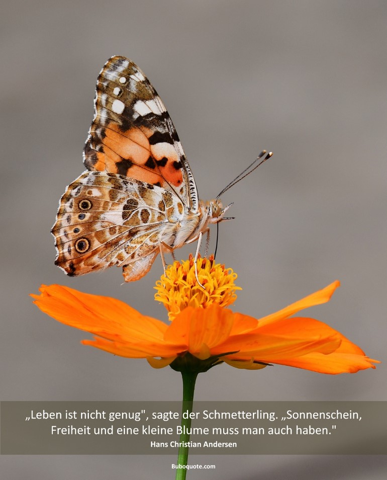 „Leben ist nicht genug", sagte der Schmetterling. „Sonnenschein, Freiheit und eine kleine Blume muss man auch haben."